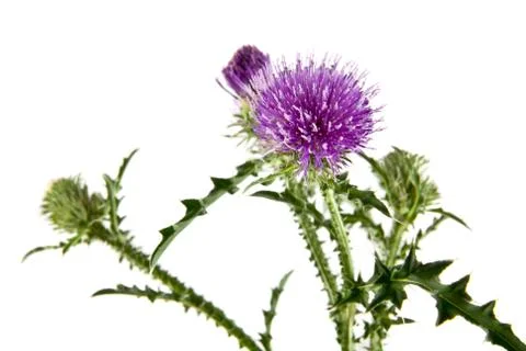 Milk Thistle Stock Photos