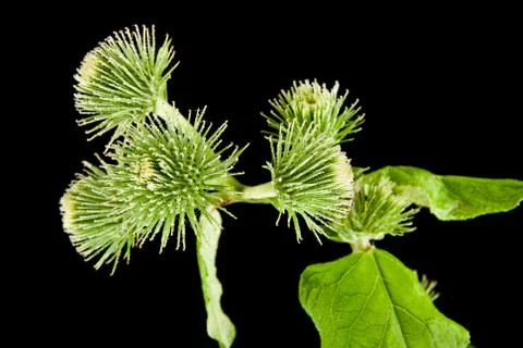 Milk Thistle Stock Photos