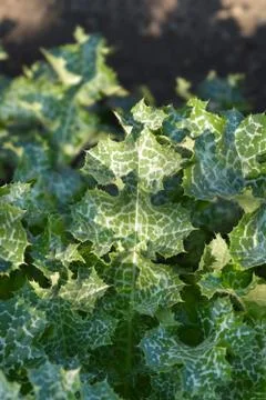Milk thistle Stock Photos