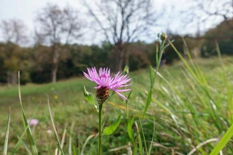 Milk Thistle Foto stock