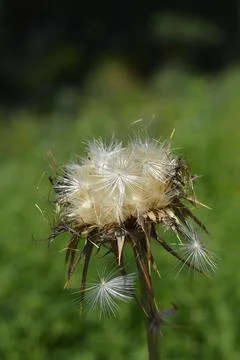 Milk thistle Stock Photos