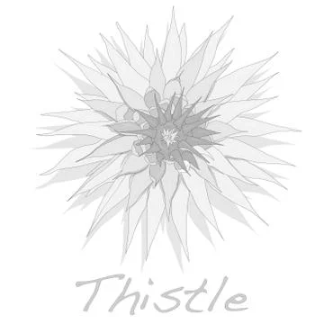 Milk Thistle plant. Vector isolated. Stock Illustration