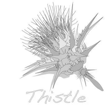 Milk Thistle plant. Vector isolated. Stock Illustration