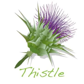 Milk Thistle plant. Vector isolated. Stock Illustration
