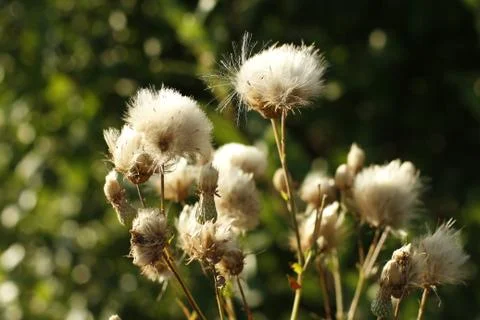 Milk Thistle in seed Stock Photos