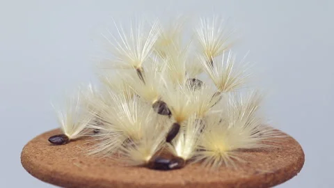 Milk thistle seeds rotating macro Video stock 94920564