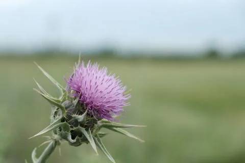 Milk thistle solo in the countryside close-up Stock Photos