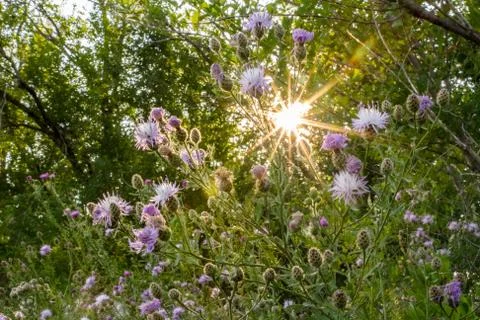 Milk thistle. summer Stock Photos