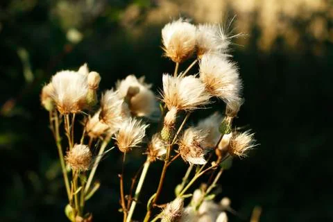 Milk thistle in sunlight Stock Photos