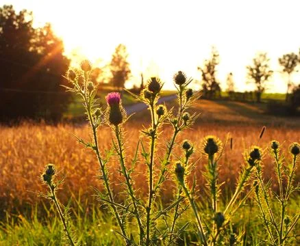 Milk thistle sunset Фото