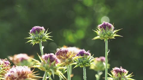 Milk thistle in the wind 動画素材 194214370