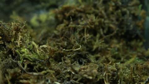 Milk tree frog Stock Footage 11270347