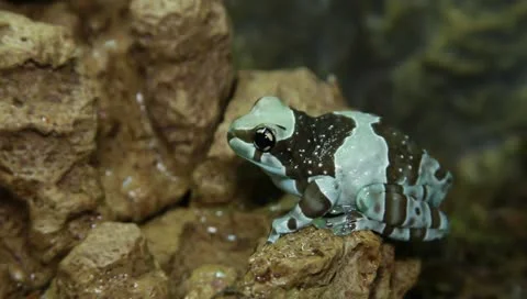 Milk tree frog Stock Footage 11270348