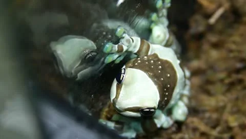 Milk tree frog Stock Footage 11270349