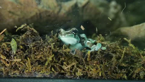 Milk tree frog Stock Footage 11270350