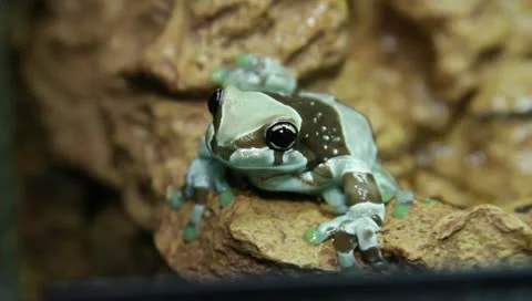 Milk tree frog Stock Footage 11270351
