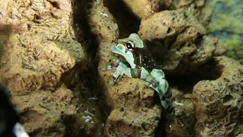 Milk tree frog Stock Footage 11270352