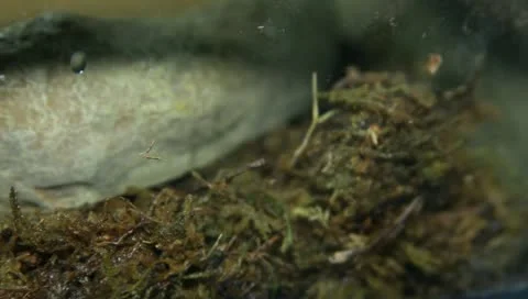 Milk tree frog Stock Footage 11270354