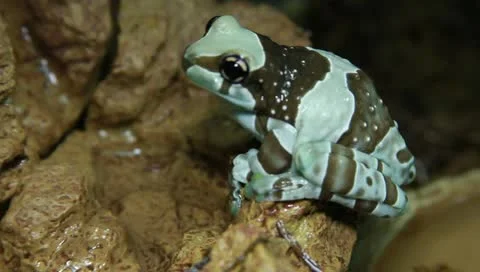 Milk tree frog Stock Footage 11270355