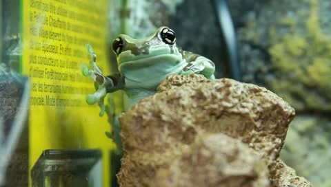 Milk tree frog Stock Footage 11270356