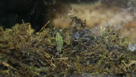 Milk tree frog Stock Footage 11270357