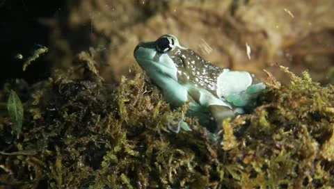 Milk tree frog Stock Footage 11270358