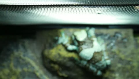 Milk tree frog Stock Footage 11270359