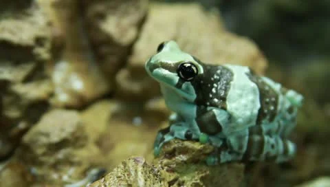 Milk tree frog Stock Footage 11270361