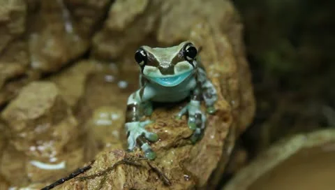 Milk tree frog 스톡 동영상 11270363