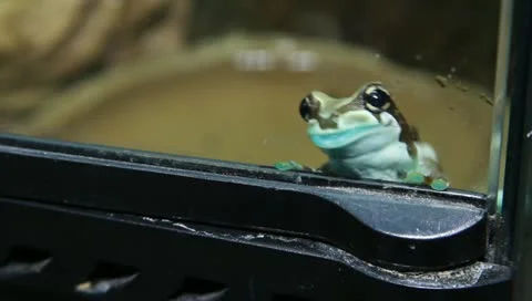 Milk tree frog Stock-Footage 11270364