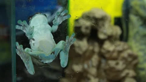 Milk tree frog Stock Footage 11270366