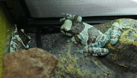 Milk tree frog Stock Footage 11270367
