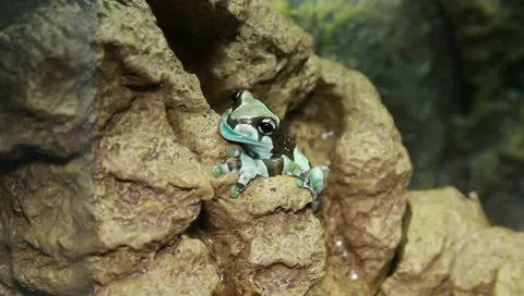 Milk tree frog Stock Footage 11270370