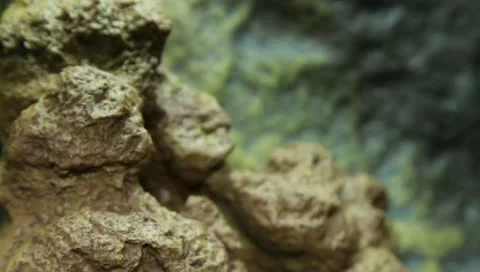 Milk tree frog Stock Footage 11270373