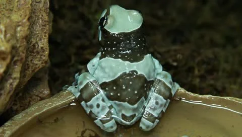 Milk tree frog Stock Footage 11270374