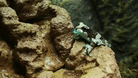 Milk tree frog Stock Footage 11270375