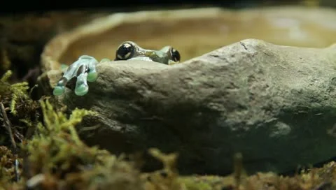 Milk tree frog Stock Footage 11270376