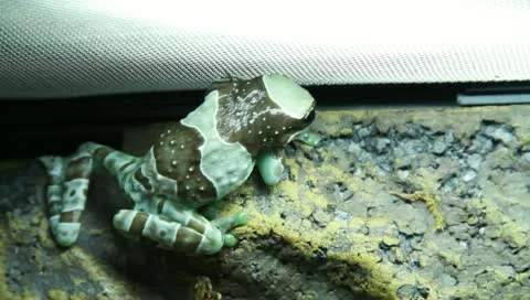 Milk tree frog Stock Footage 11270381