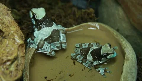 Milk tree frog Stock Footage 11270382