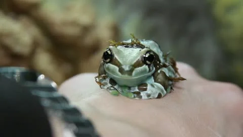 Milk tree frog Stock Footage 11270383