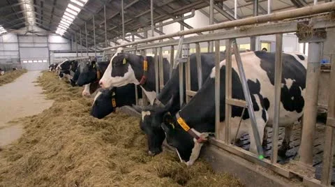Milkcows eating in the barn Stock Footage 22214807