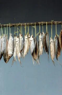 Milkfish is being hung in the drying process Fotos Stock