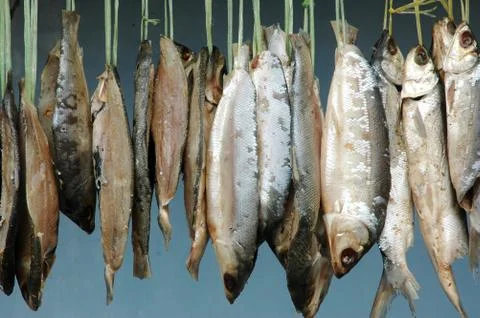 Milkfish is being hung in the drying process 库存照片