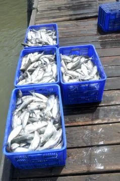 Milkfish Stockfoto's
