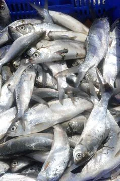 Milkfish Stock Photos
