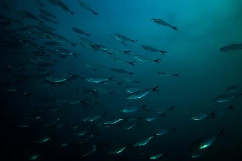 Milkfish Stock Photos