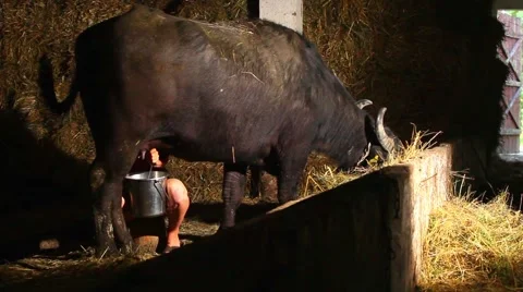 Milking of a buffalo Stock Footage 61714664