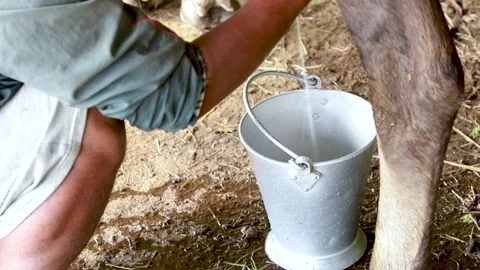 Milking Buffalo by hand close up Stock Footage 156010468