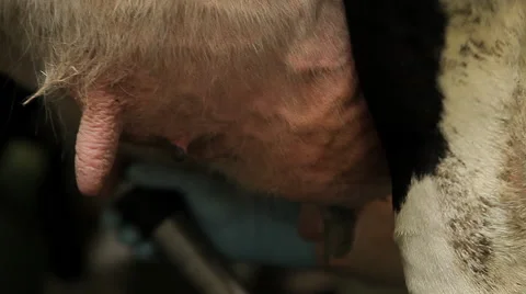 Milking a Cow automatically Stock Footage 67569076