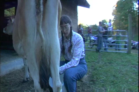 Milking Cow Vídeos de archivo 350818